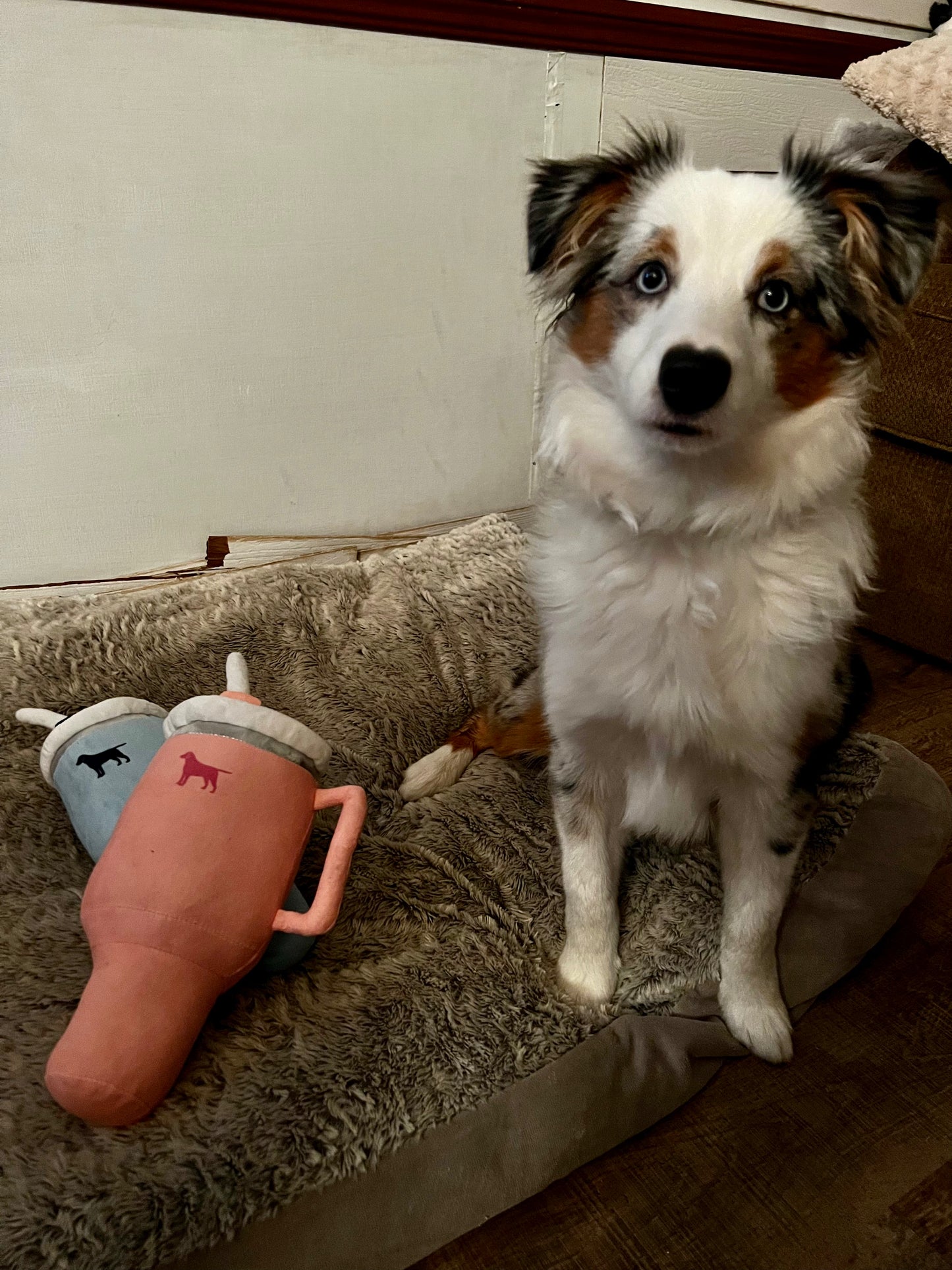 pup cup tumbler