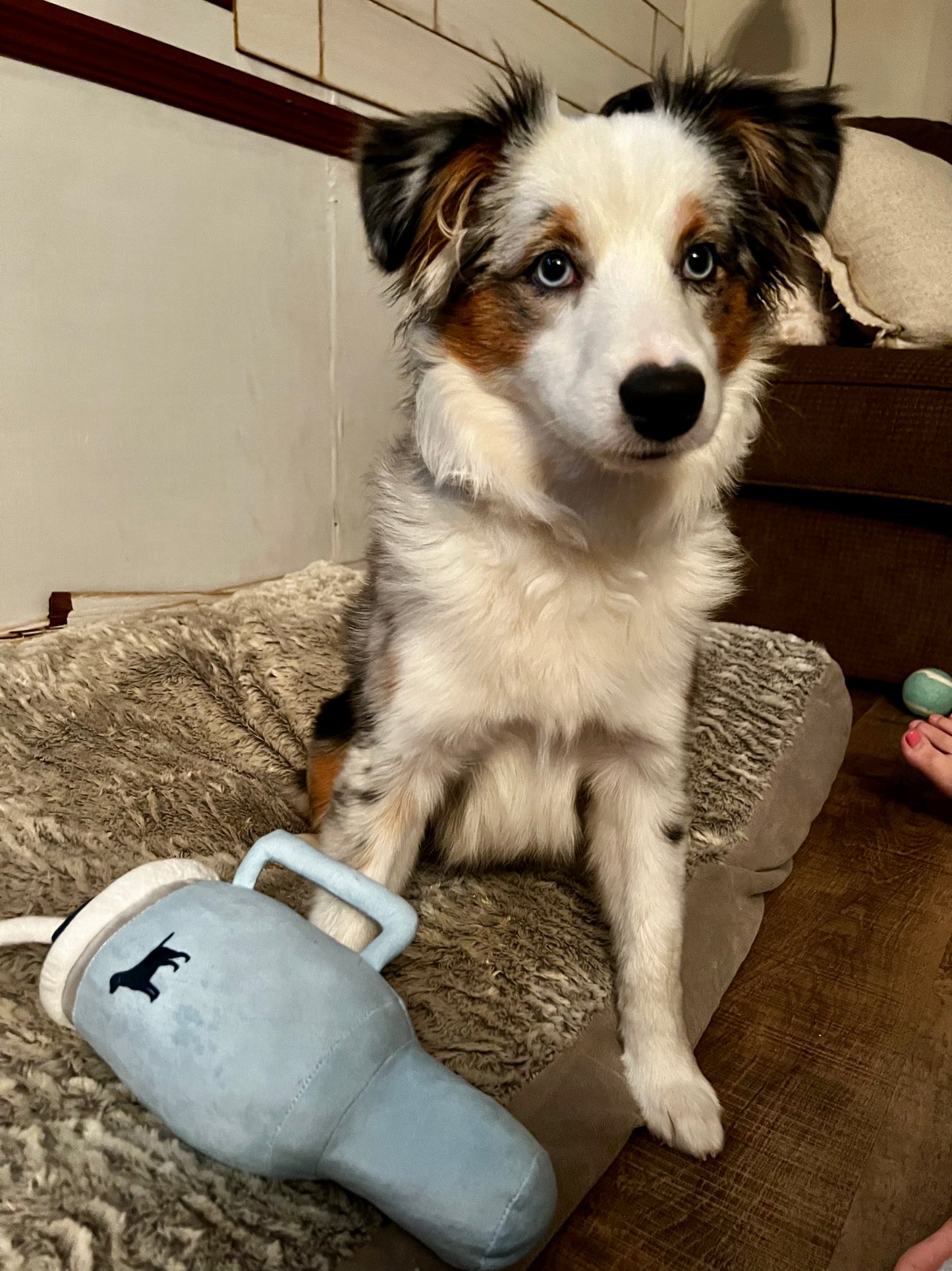 pup cup tumbler
